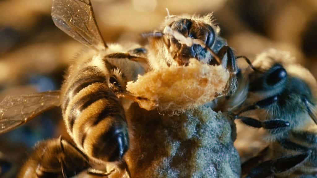 A méhek világa – Világvevő Fesztivál