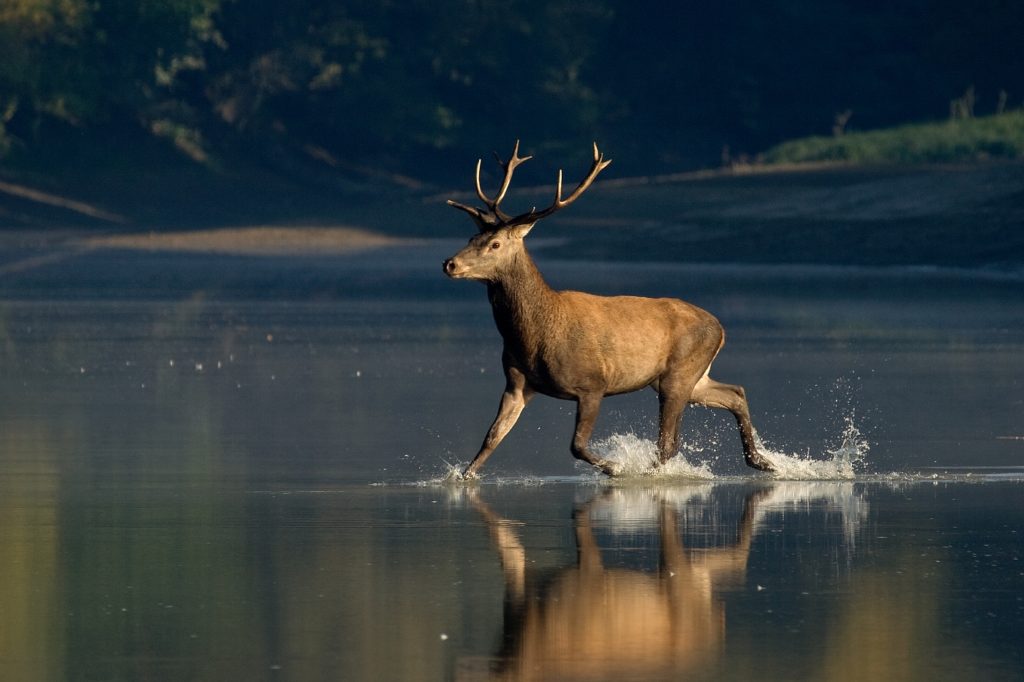 Gemenc – The world of floodplains