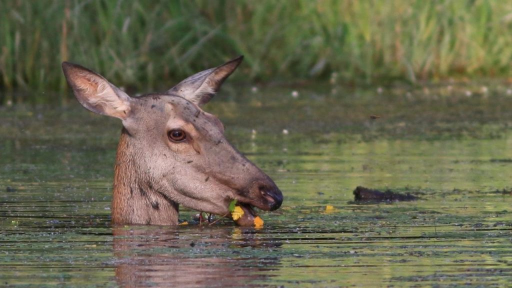 Gemenc – The world of floodplains