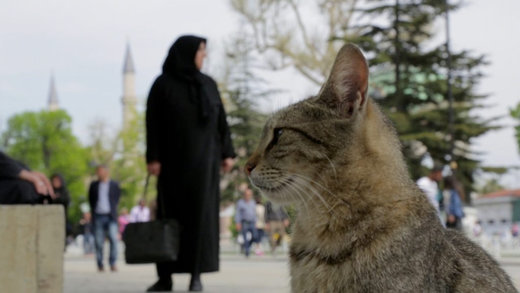 Kedi – Isztambul macskái