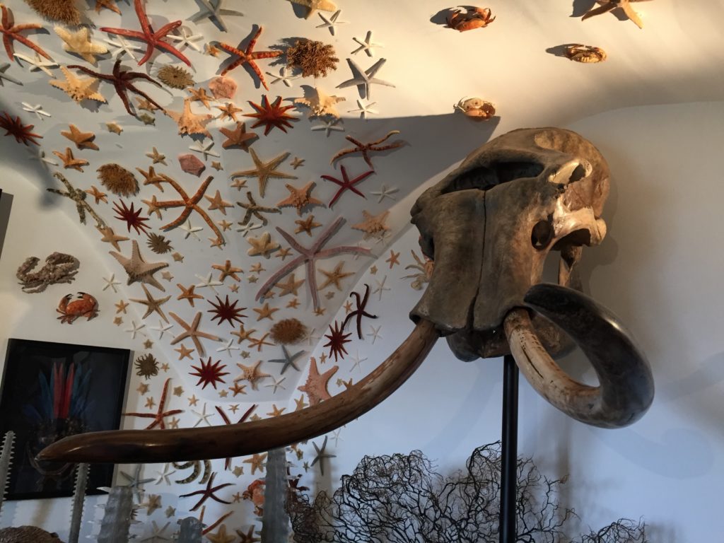 Wunderkammer – Collecting the Wonder