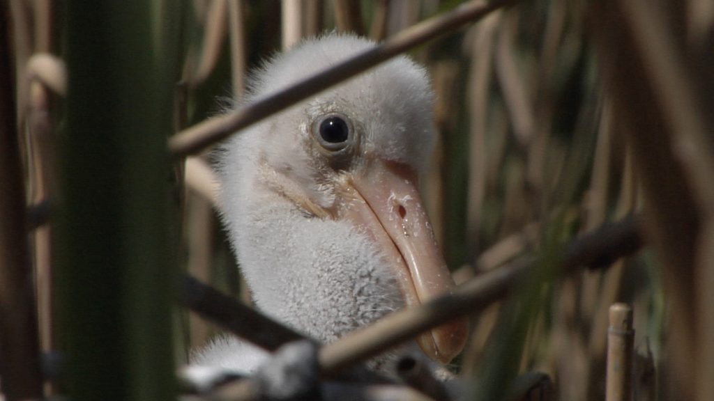 Wild Balaton