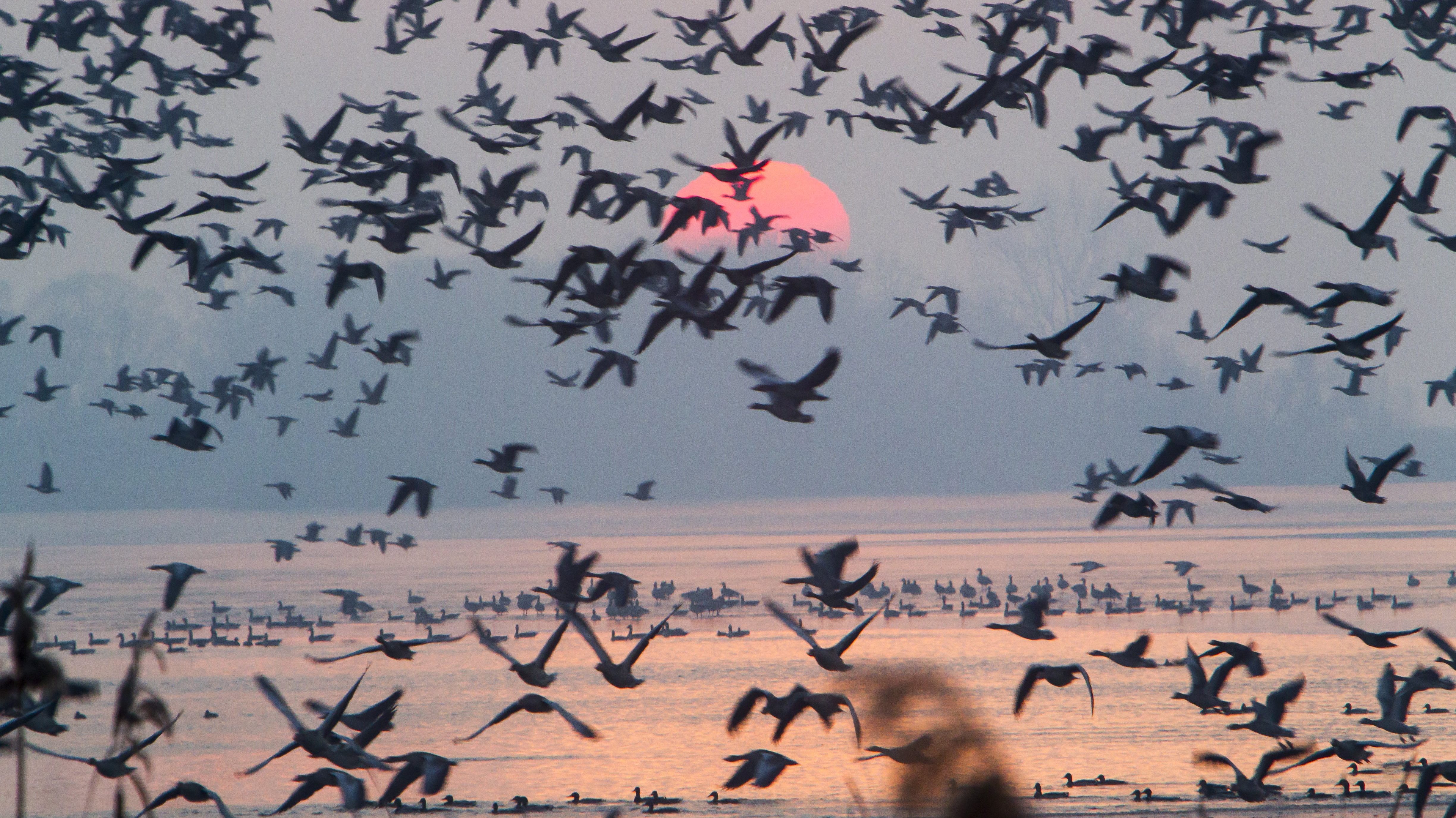 Wild Balaton