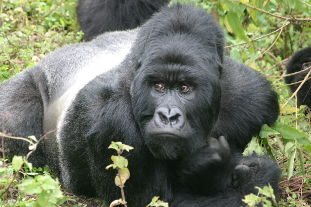 Virunga / BIDF