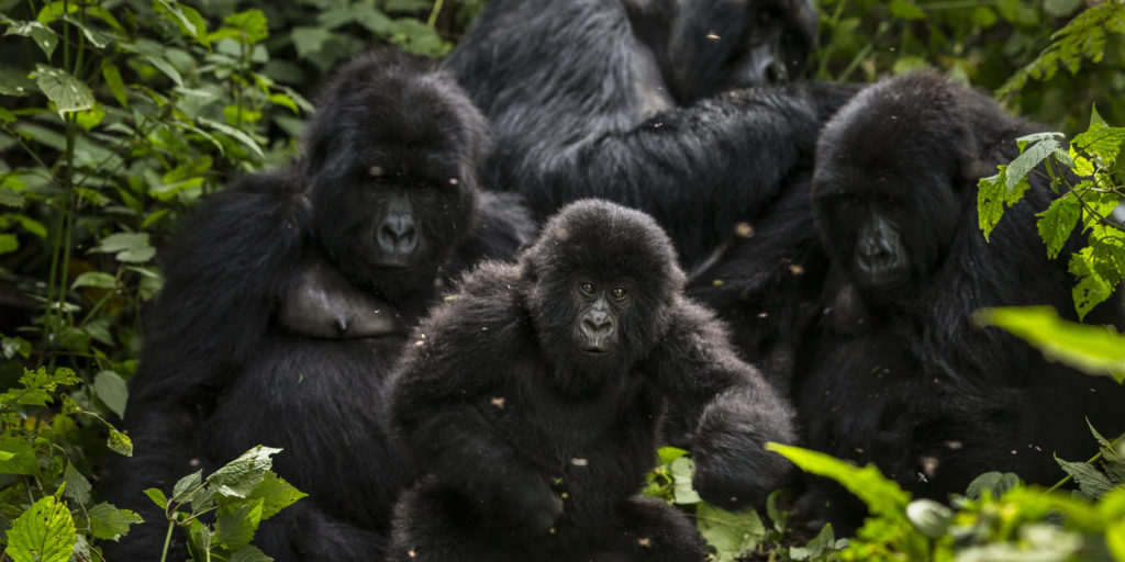 Virunga / BIDF