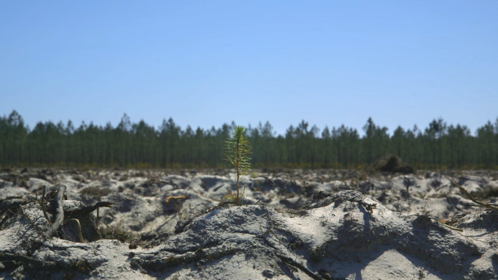 The time of forests