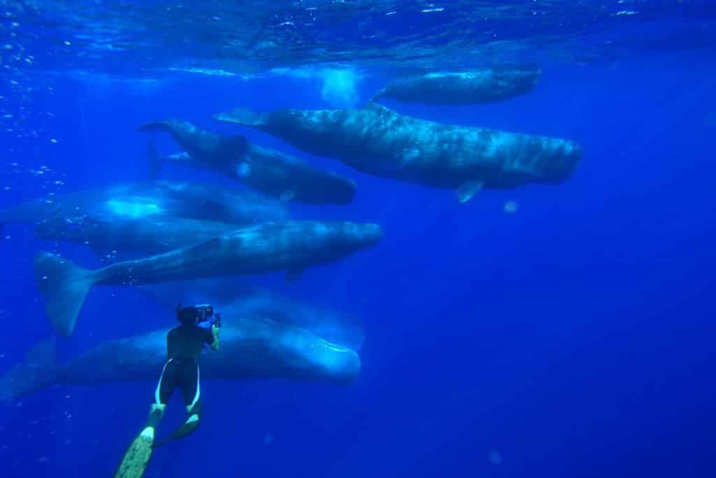 Whale Wisdom