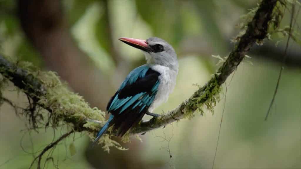 Lost Kings of Bioko