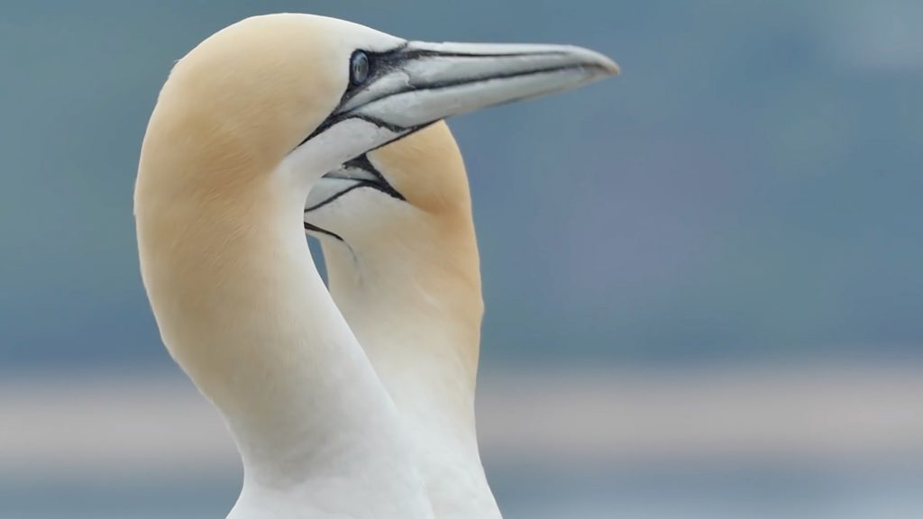 Scotland, in search of the wild