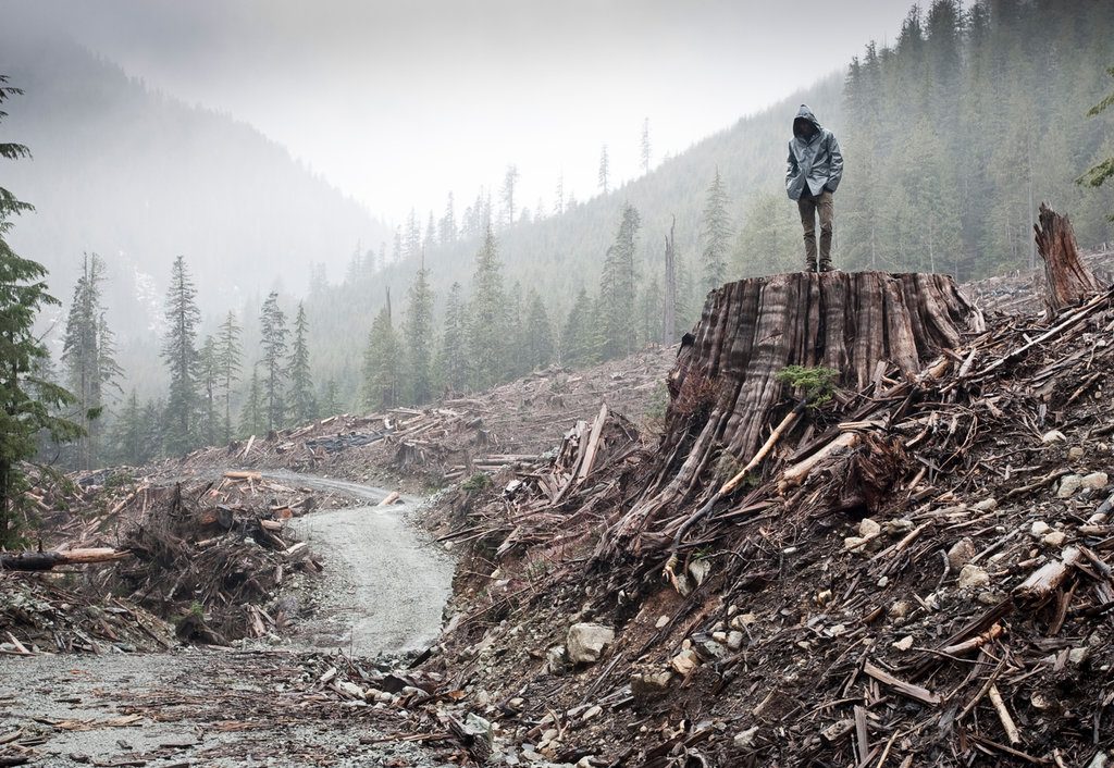 If a Tree Falls: A Story of the Earth Liberation Front