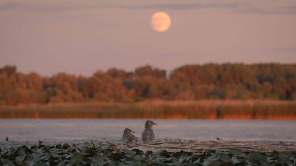 Tisza-tó, az ember alkotta paradicsom