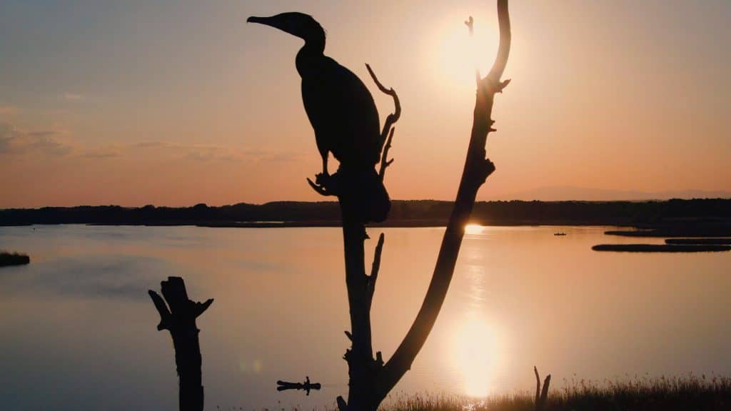 Tisza-tó, az ember alkotta paradicsom
