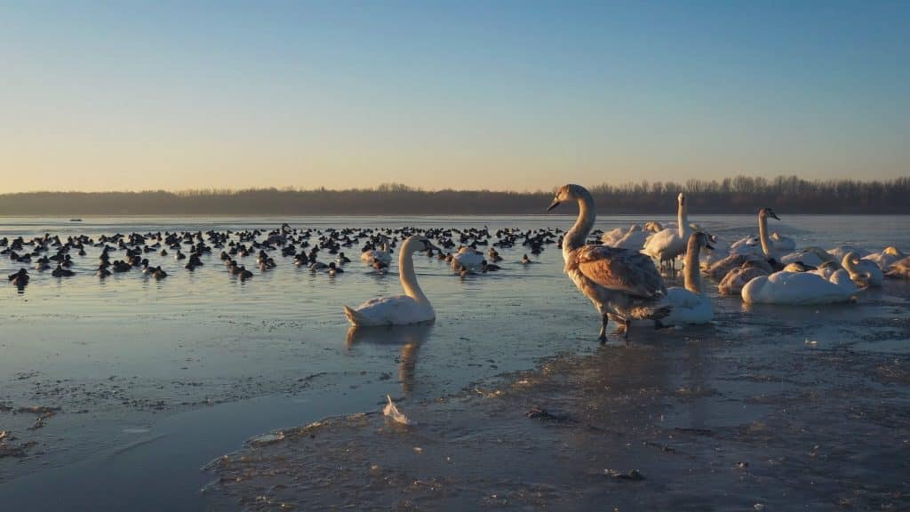 Tisza-tó, az ember alkotta paradicsom