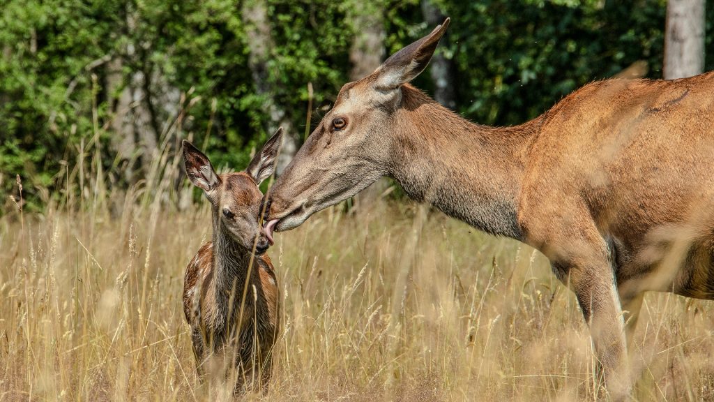 Bambi, a Life in the Woods